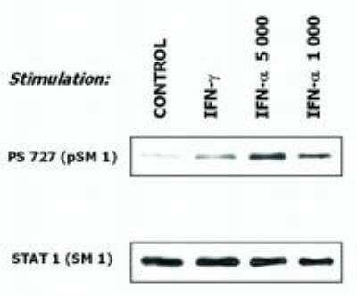 Immunoprecipitation: STAT1 Antibody (SM1) - BSA Free [NB500-514]