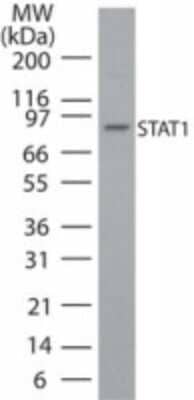 Western Blot: STAT1 Antibody [NB100-56314]