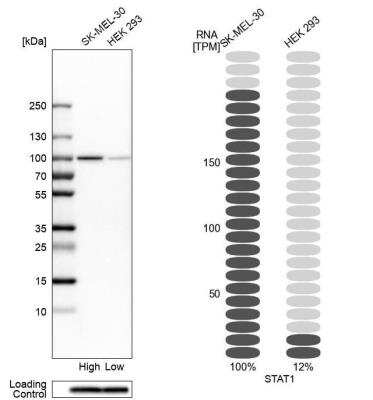 Western Blot: STAT1 Antibody [NBP1-81578]