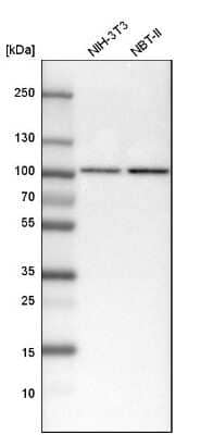 Western Blot: STAT1 Antibody [NBP1-81578]