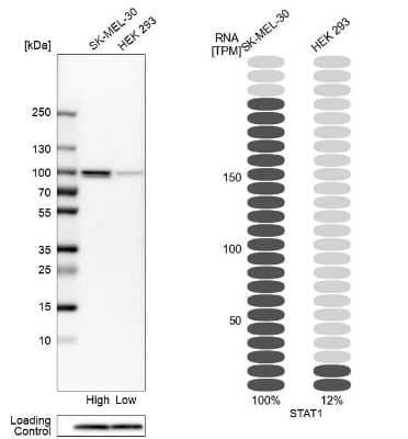 Western Blot: STAT1 Antibody [NBP1-81579]