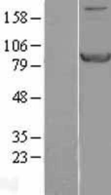 Western Blot: STAT1 Overexpression Lysate [NBL1-16524]