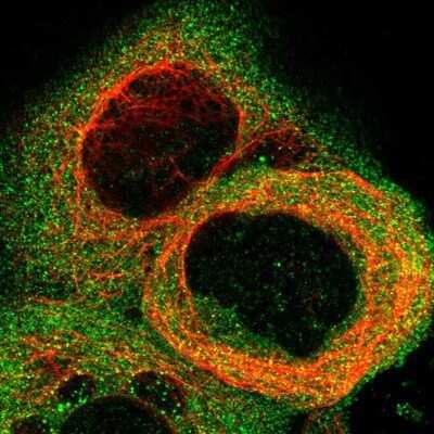 Immunocytochemistry/ Immunofluorescence: STAT2 Antibody [NBP1-86991]