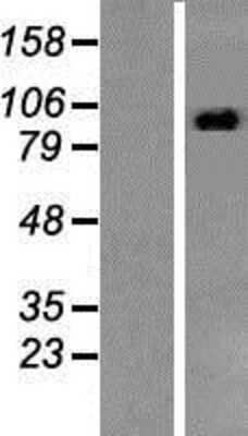 Western Blot: STAT2 Overexpression Lysate [NBP2-07753]