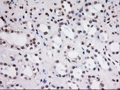 Immunohistochemistry-Paraffin: STAT3 Antibody (OTI21E7) [NBP1-48014]