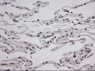Immunohistochemistry-Paraffin: STAT3 Antibody (OTI21E7) [NBP1-48014]