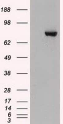 Western Blot: STAT3 Antibody (OTI21E7) [NBP1-48014]