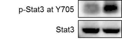 Western Blot: STAT3 Antibody (9D8) [NBP2-22471]