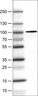 Western Blot: STAT3 Antibody (CL0490) [NBP2-52935]