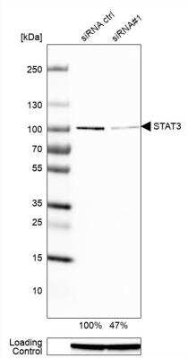Western Blot: STAT3 Antibody (CL0490) [NBP2-52935]