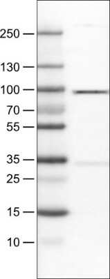 Western Blot: STAT3 Antibody (CL0492) [NBP2-52936]