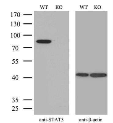 Knockout Validated: STAT3 Antibody (OTI21E7) - Azide and BSA Free [NBP2-74378]