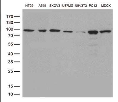 Western Blot: STAT3 Antibody (OTI21E7)Azide and BSA Free [NBP2-74378]