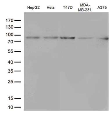 Western Blot: STAT3 Antibody (OTI21E7)Azide and BSA Free [NBP2-74378]