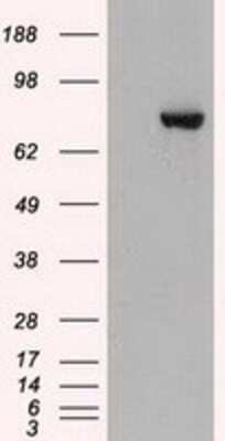 Western Blot: STAT3 Antibody (OTI21E7)Azide and BSA Free [NBP2-74378]