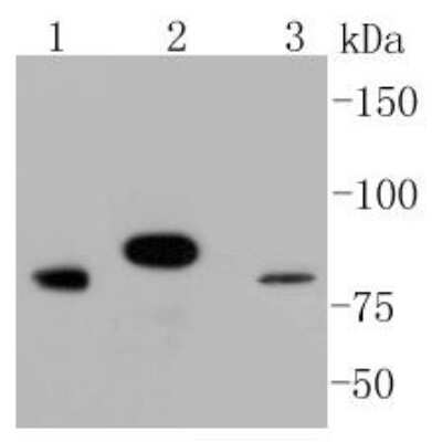Western Blot: STAT3 Antibody (SY24-08) [NBP2-67432]