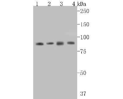 Western Blot: STAT3 Antibody (SY24-08) [NBP2-67432]