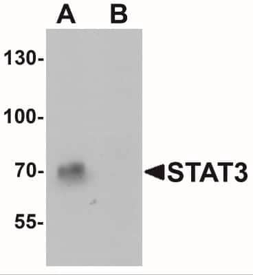 Western Blot: STAT3 AntibodyBSA Free [NBP2-41208]