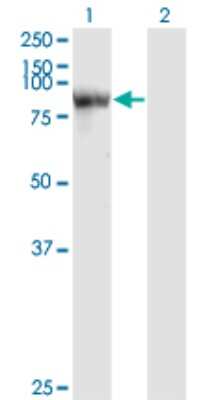 Western Blot: STAT4 Antibody (1C2-1C12) [H00006775-M01]