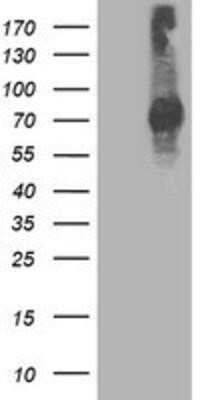 Western Blot: STAT4 Antibody (OTI2F3)Azide and BSA Free [NBP2-74389]