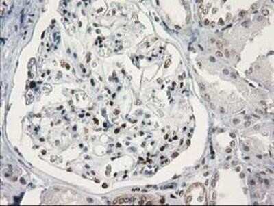 Immunohistochemistry: STAT5A Antibody (OTI9F7) - Azide and BSA Free [NBP2-74392]