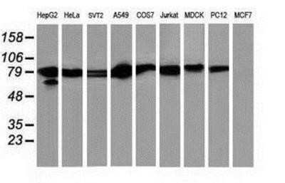 Western Blot: STAT5A Antibody (OTI9F7)Azide and BSA Free [NBP2-74392]
