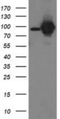 Western Blot: STAT5A Antibody (OTI9F7)Azide and BSA Free [NBP2-74392]