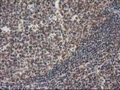 Immunohistochemistry-Paraffin: STAT5A Antibody (OTI9F7) [NBP2-00622]