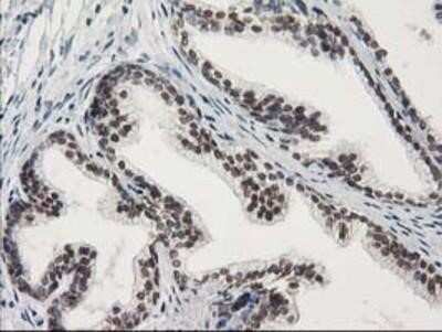 Immunohistochemistry-Paraffin: STAT5A Antibody (OTI9F7) [NBP2-00622]