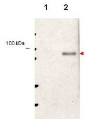 Western Blot: STAT5A [p Tyr694] Antibody [NBP1-77851]