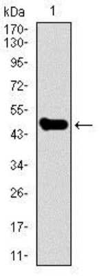 Western Blot: STAT5A Antibody (6D4)BSA Free [NBP2-37441]