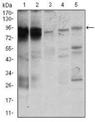 Western Blot: STAT5A Antibody (6D4)BSA Free [NBP2-37441]