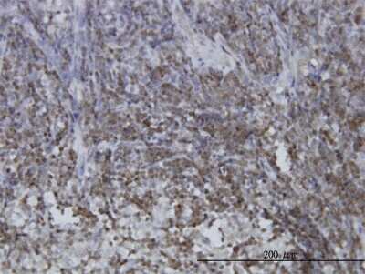 Immunohistochemistry-Paraffin: STAT5b Antibody (2D1) [H00006777-M03]