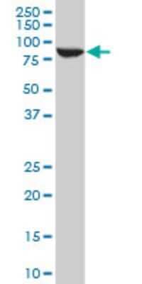 Western Blot: STAT5b Antibody (2D1) [H00006777-M03]