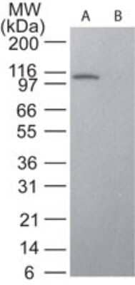 Western Blot: STAT6 Antibody (177C322.1)Azide and BSA Free [NBP2-80965]