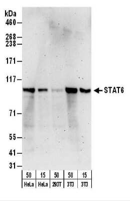 Western Blot: STAT6 Antibody [NB600-229]