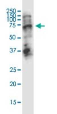 Western Blot: STAU2 Antibody (5C5) [H00027067-M01]