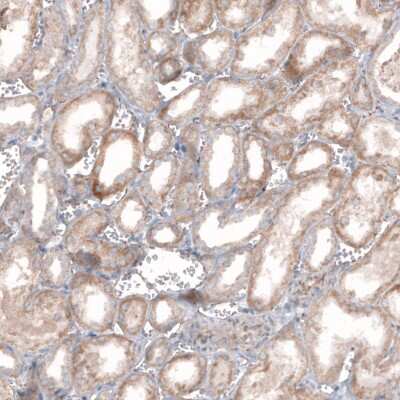 Immunohistochemistry-Paraffin: STAU2 Antibody [NBP1-89380]