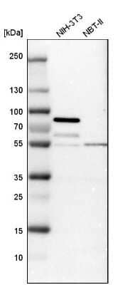 Western Blot: STAU2 Antibody [NBP1-89380]