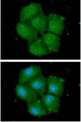 Immunocytochemistry/ Immunofluorescence: STCH Antibody (2F6) - BSA Free [NBP2-60243]