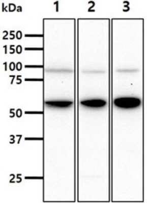 Western Blot: STCH Antibody (2F6)BSA Free [NBP2-60243]