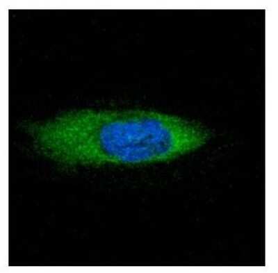 Immunocytochemistry/ Immunofluorescence: STCH Antibody [NBP2-20509]