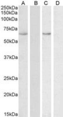 Western Blot: STCH Antibody [NBP2-26194]