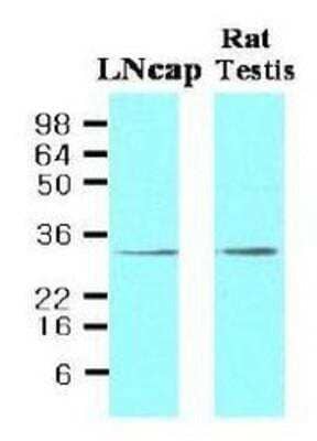 Western Blot: STEAP1 Antibody (J2D2)BSA Free [NBP1-07094]