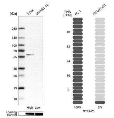 Western Blot: STEAP3/TSAP6 Antibody [NBP2-13395]