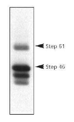 Western Blot: STEP Antibody (23E5) [NB300-202]