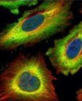 Immunocytochemistry/ Immunofluorescence: STI1 Antibody [NBP1-32145]