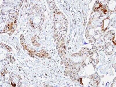 Immunohistochemistry-Paraffin: STI1 Antibody [NBP1-32145]