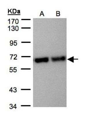 Western Blot: STI1 Antibody [NBP1-32145]