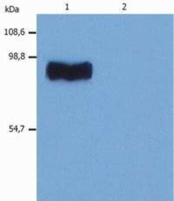 Western Blot: STIM1 Antibody (CDN3H4)BSA Free [NB110-55300]